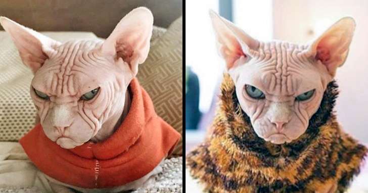 Kucing Marah