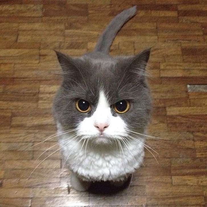Kucing Marah