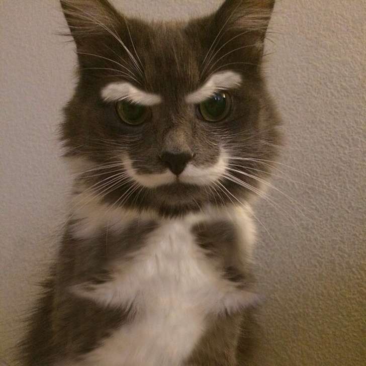 Kucing Marah
