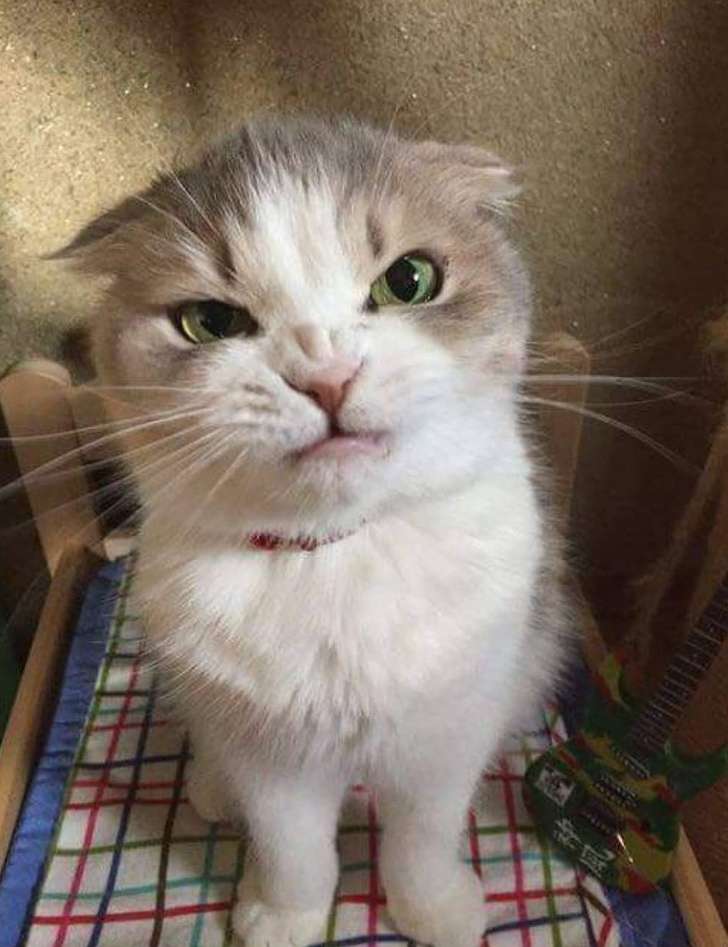 Kucing Marah