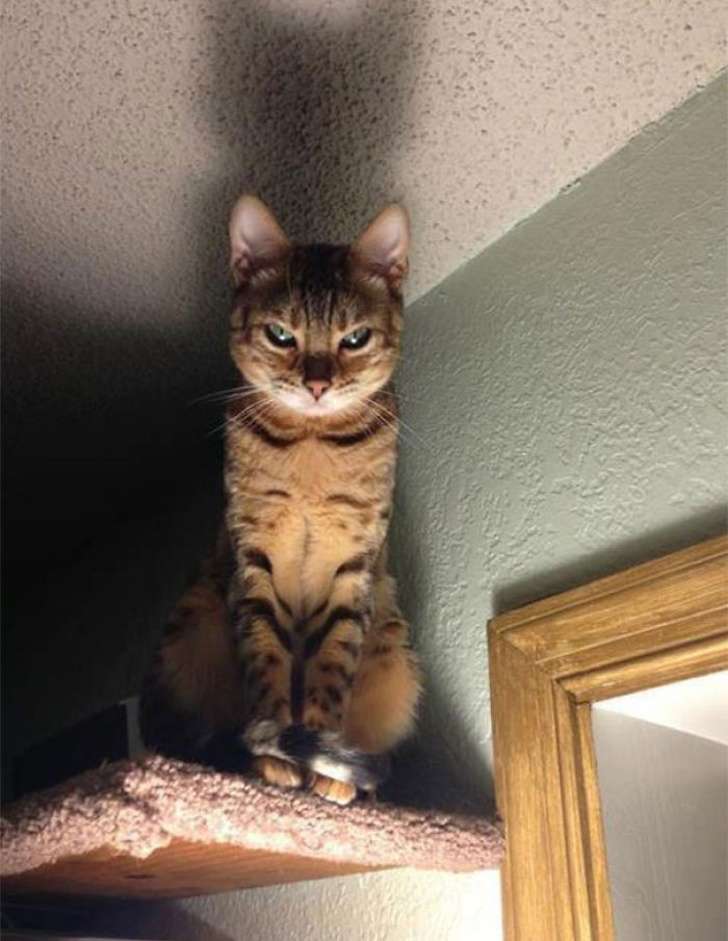 Kucing Marah