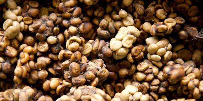 biji kopi luwak