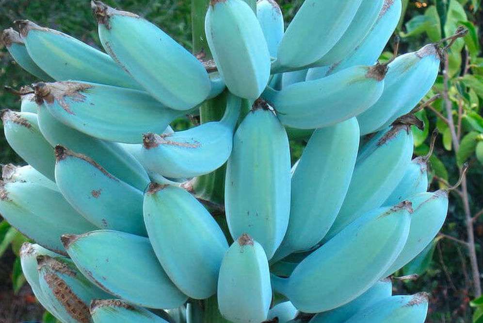 Blue Java Banana Blue Java Banana
