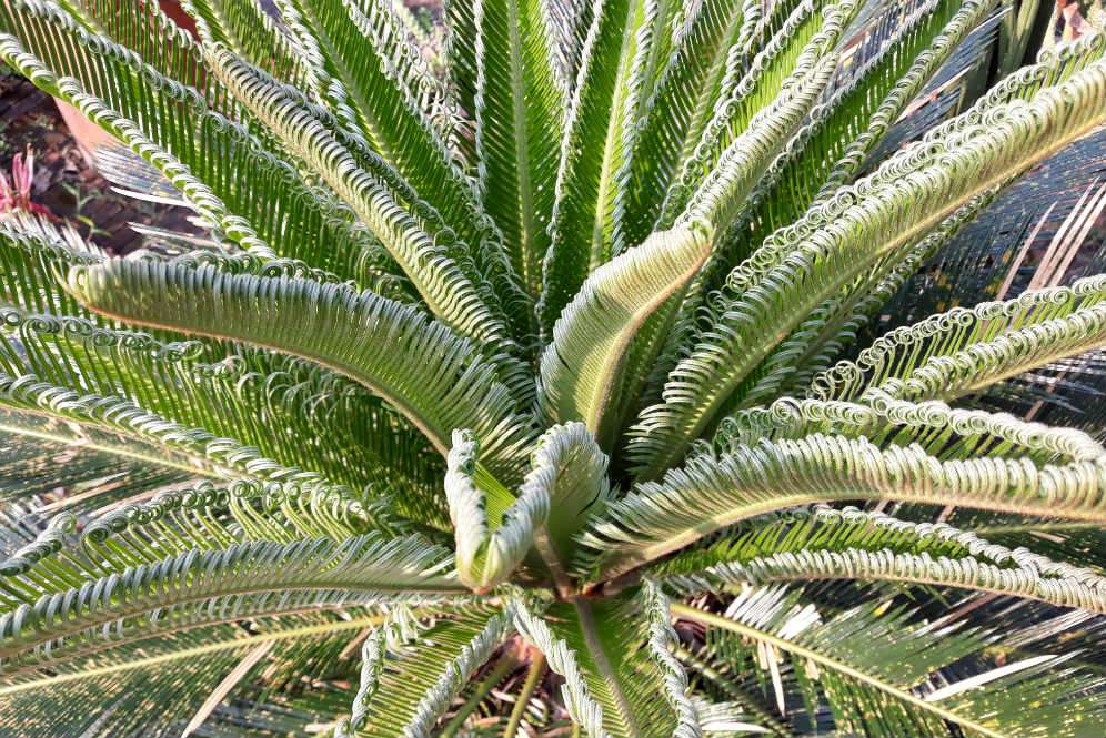 Dwarf Palm