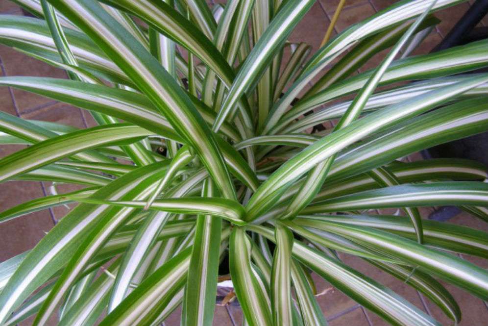 Spider plant