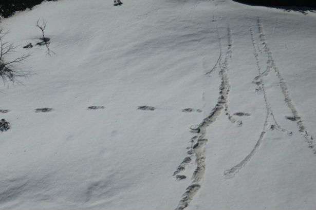 Jejak Yeti di pegunungan Himalaya (Foto: Indian Army)