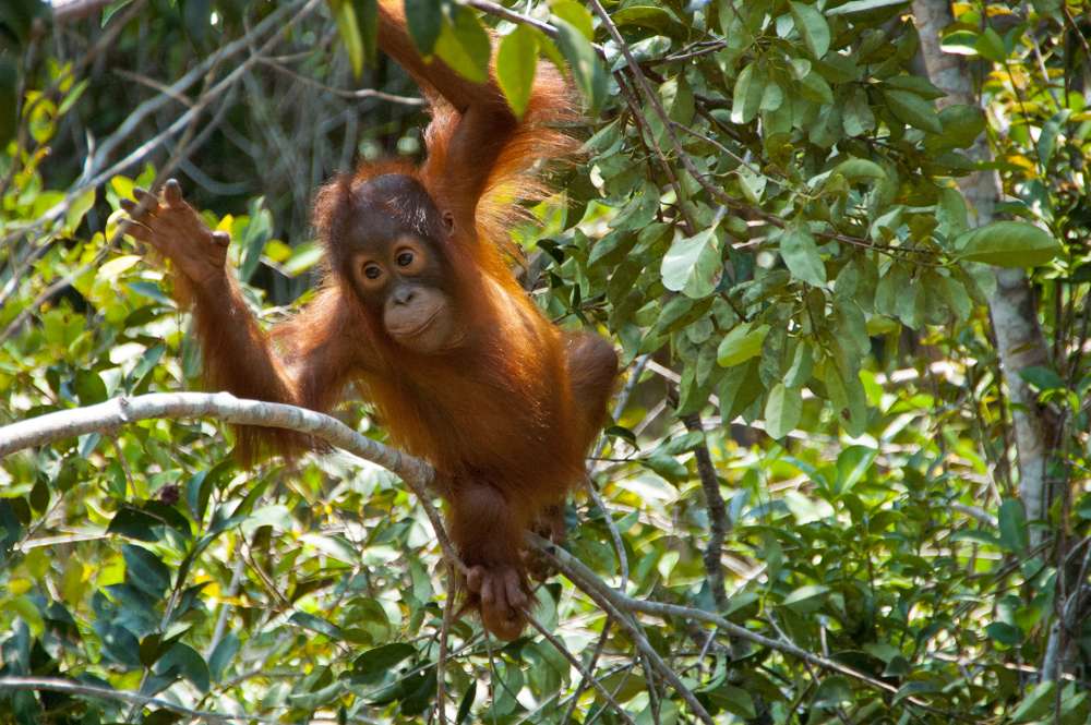Orang Utan