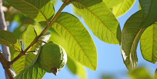 Guava Leaf