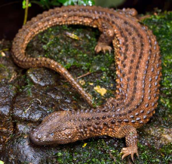 Biawak