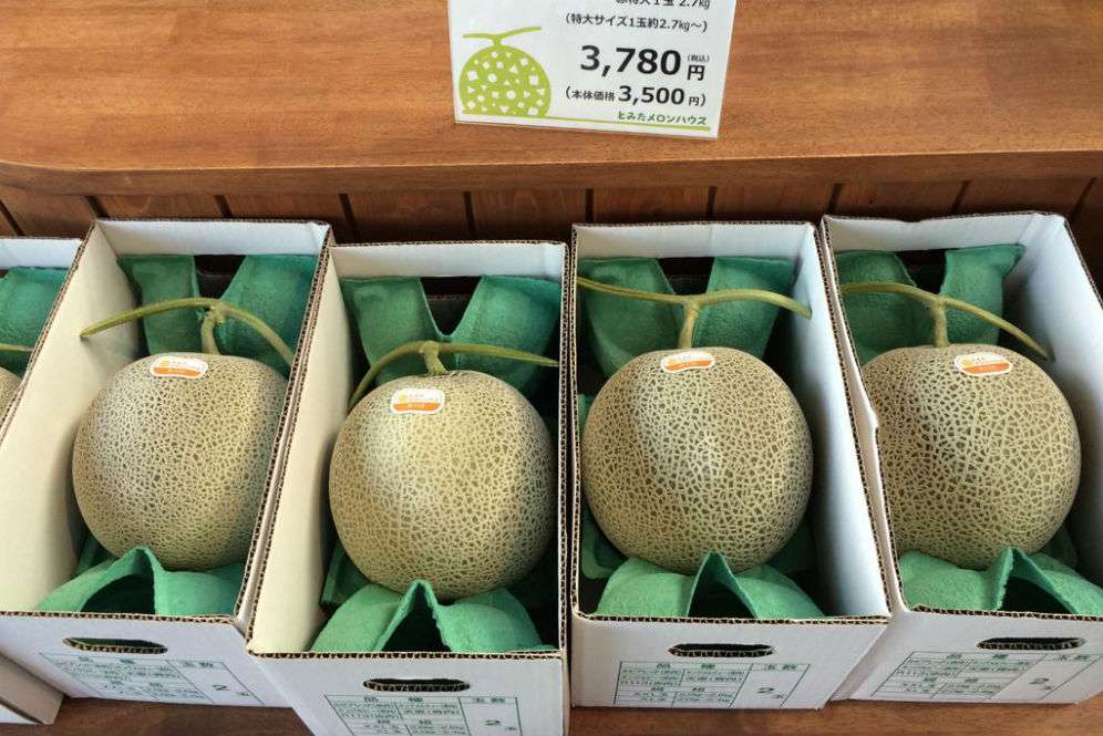 Melon Jepang
