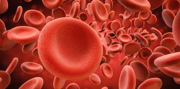 Sel darah Sel darah