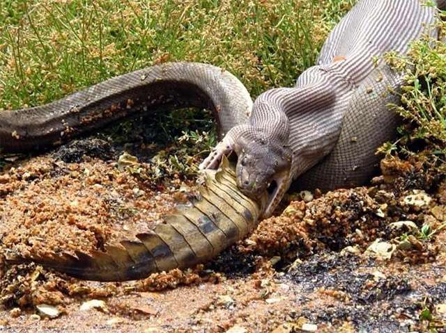 Python Zaitun mangsa Buaya Air Tawar Bulat-bulat.