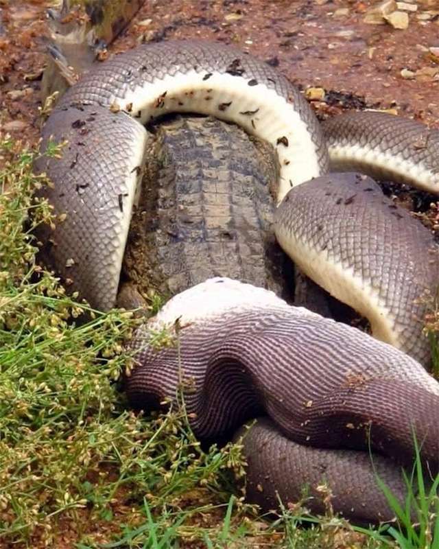 Python Zaitun mangsa Buaya Air Tawar Bulat-bulat.
