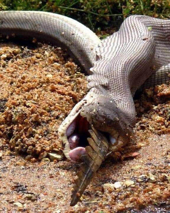Python Zaitun mangsa Buaya Air Tawar Bulat-bulat.