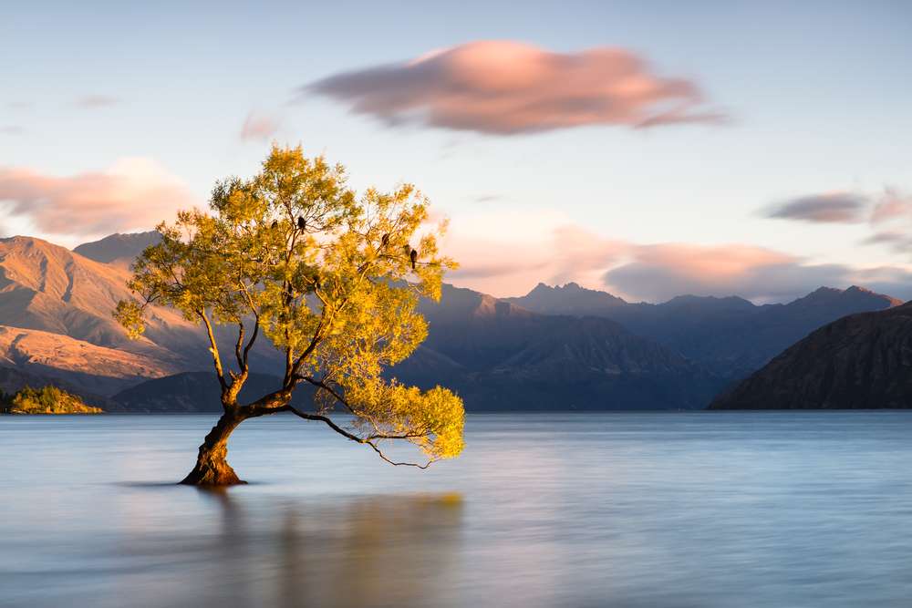 Lone Tree of Wanaka