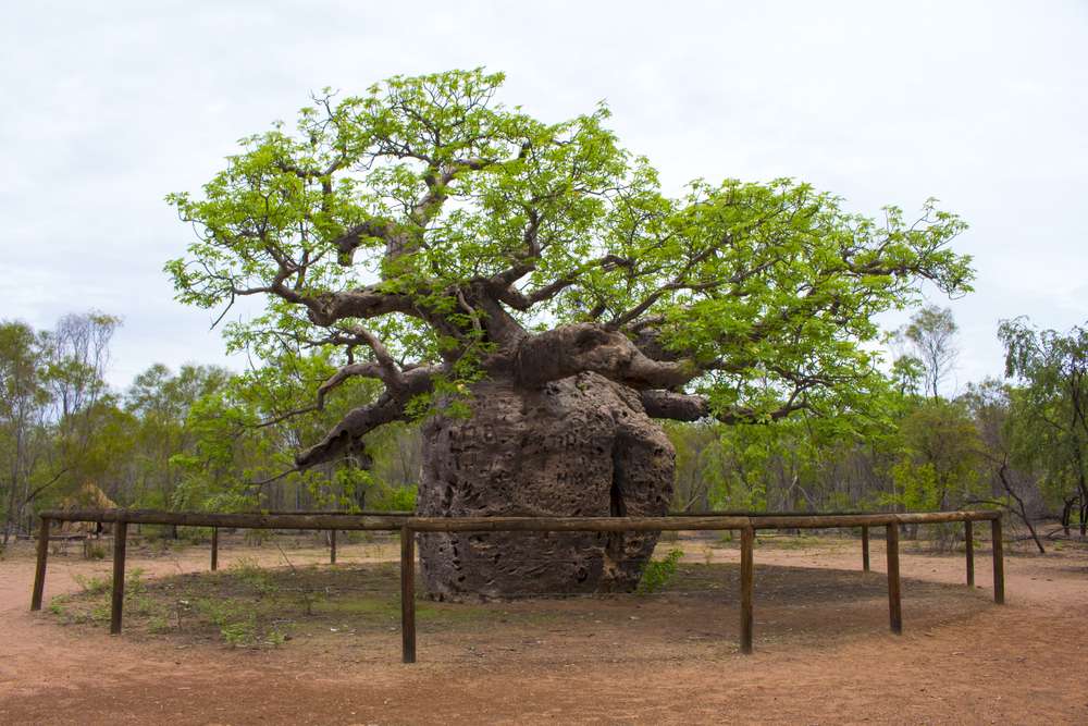 Boab Prison Tree
