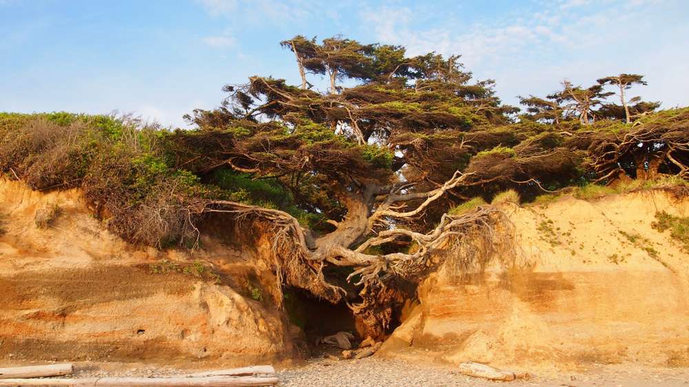 Kalaloch Tree Cave