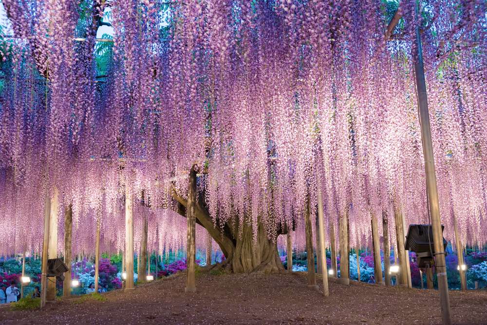 Wisteria