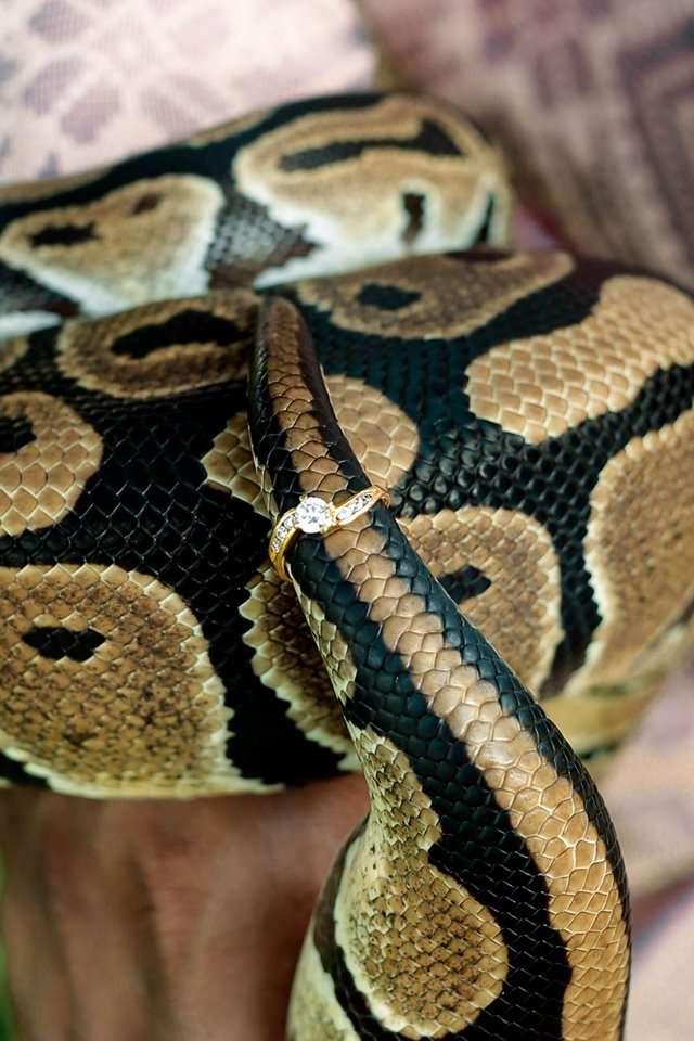 Ular