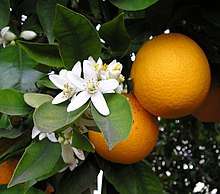 Buah Citrus