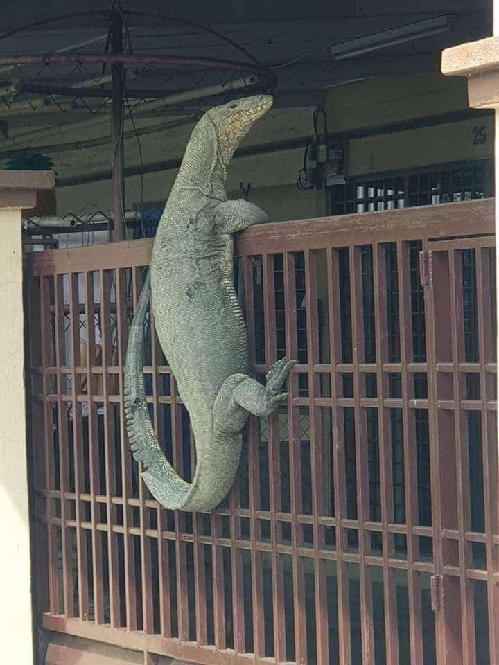 Kadal