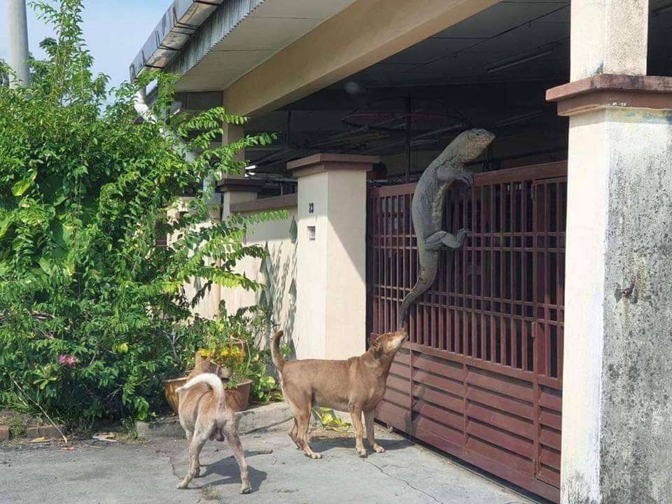 Kadal