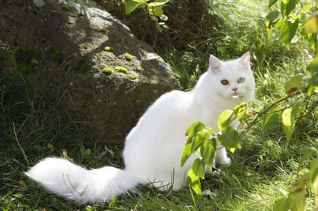 5 Jenis Kucing Peliharaan, Lucu dan Bersahabat