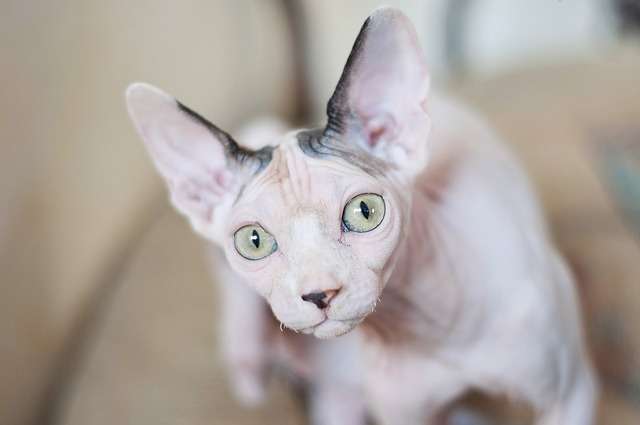 5 Jenis Kucing Peliharaan, Lucu dan Bersahabat