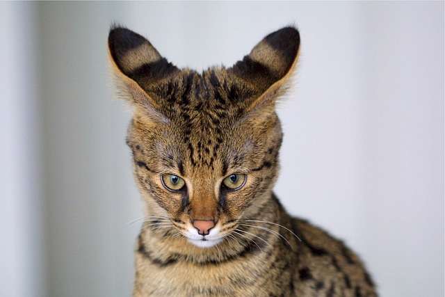 5 Jenis Kucing Peliharaan, Lucu dan Bersahabat