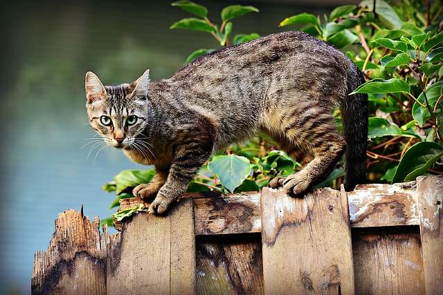 5 Jenis Kucing Peliharaan, Lucu dan Bersahabat