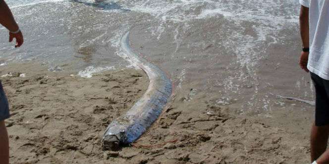 Oarfish