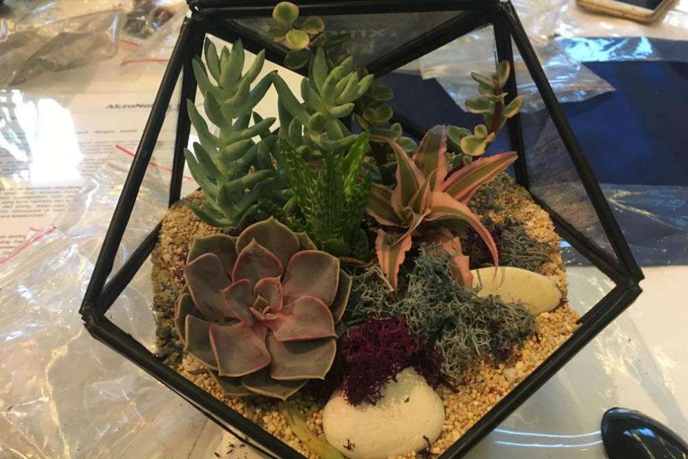 Terarium