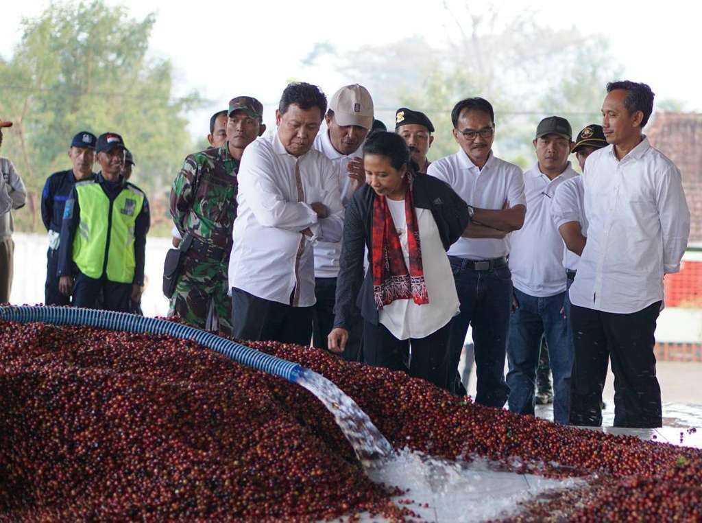 Menteri BUMN, Rini Soemarno, mengunjuni perkebunan kopi Kalisat Jampit milik PTPN XII (2) .