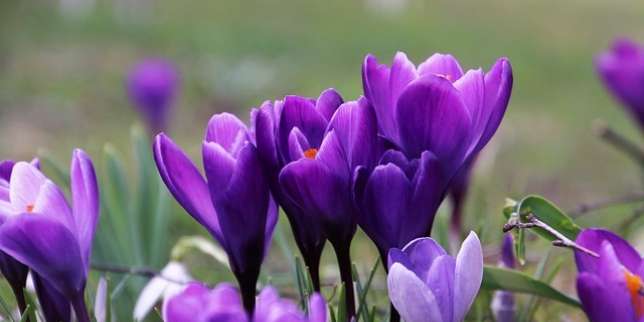 6 Manfaat Saffron bagi Kesehatan Tubuh, Bisa Mengatasi PMS loh