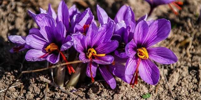 6 Manfaat Saffron bagi Kesehatan Tubuh, Bisa Mengatasi PMS loh
