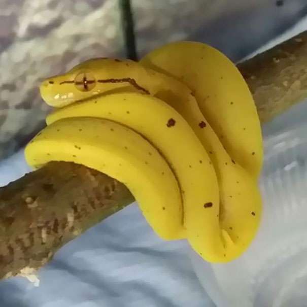 Makanan