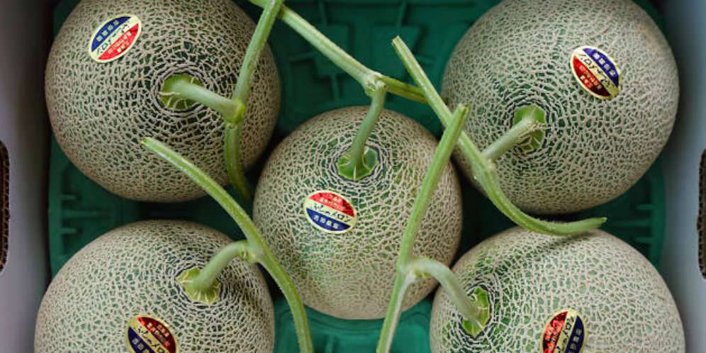 Melon Jepang