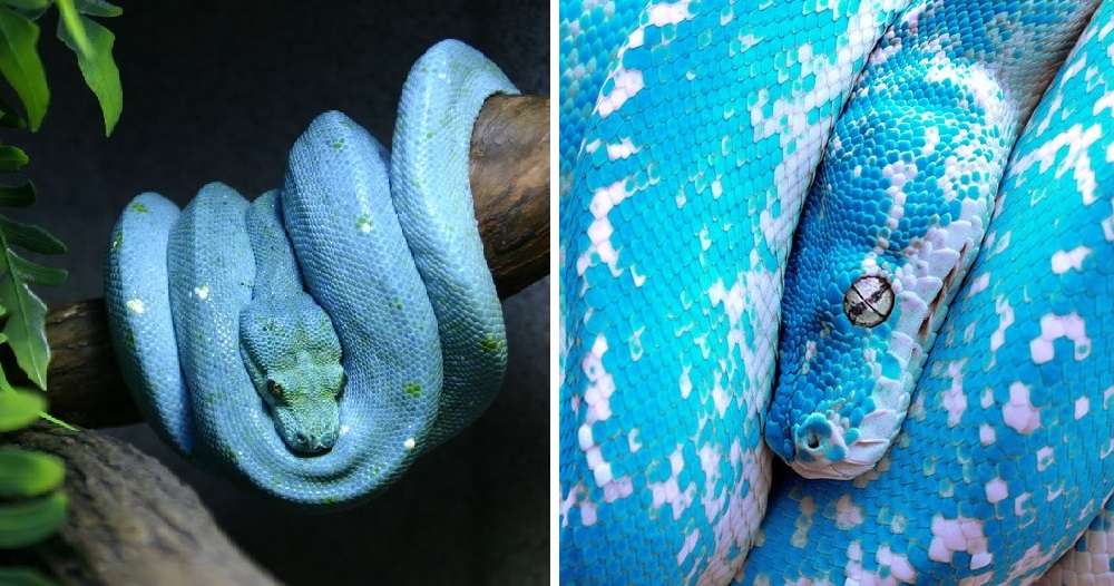 Sanca biru.