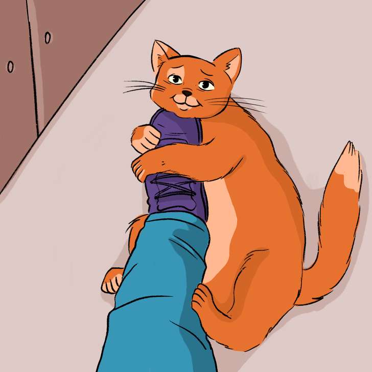 Kucing