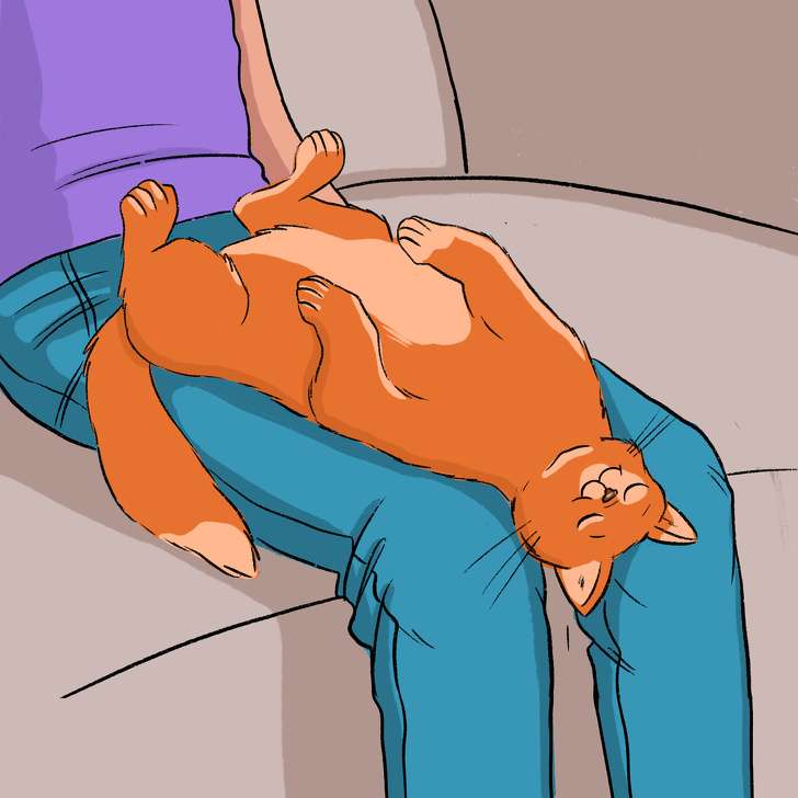 Kucing