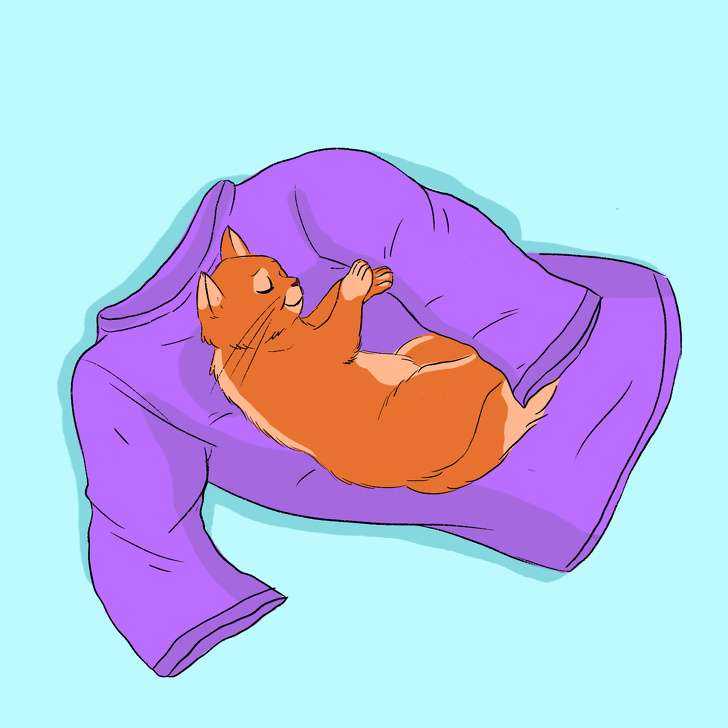 Kucing