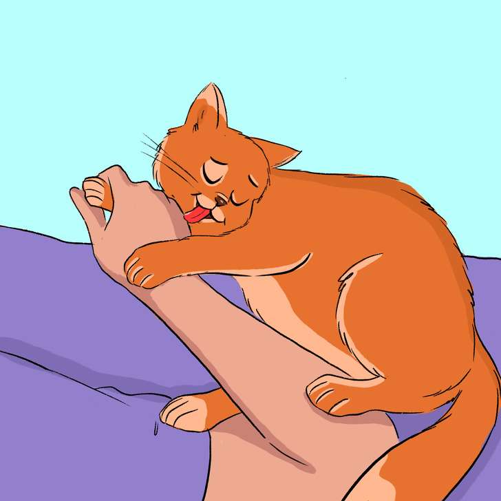 Kucing