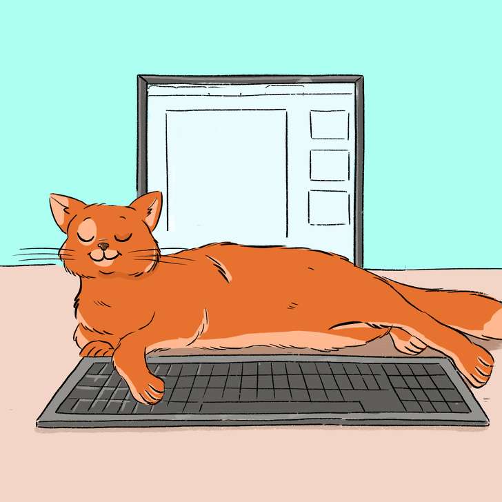 Kucing