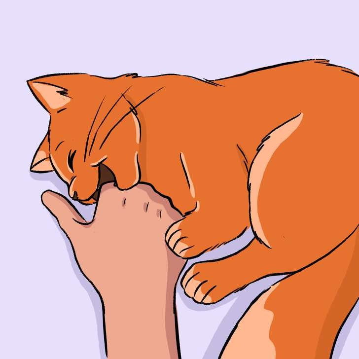 Kucing