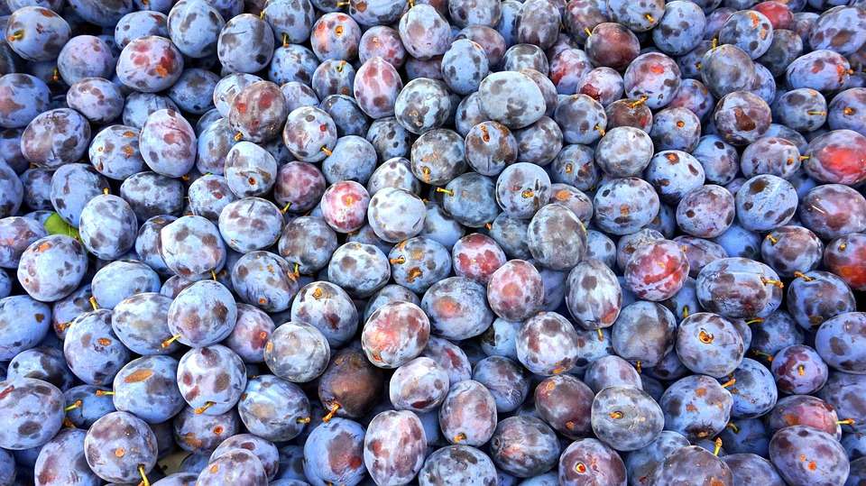 Plum