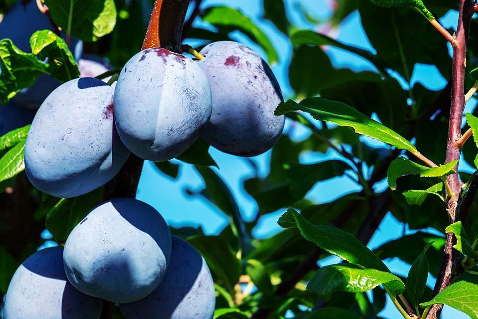 Plum
