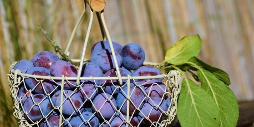 Plum