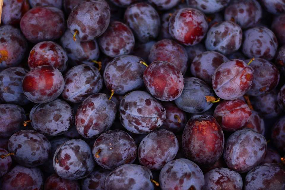 Plum
