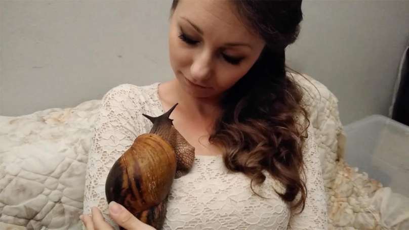 Siput