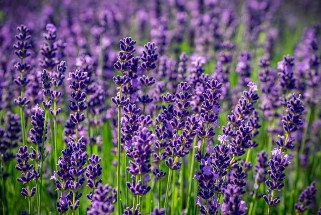 Lavender